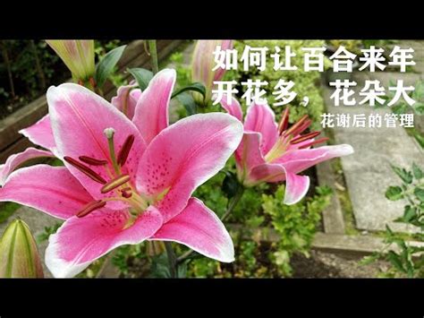 百合花是完全花嗎|百合花是完全花嗎